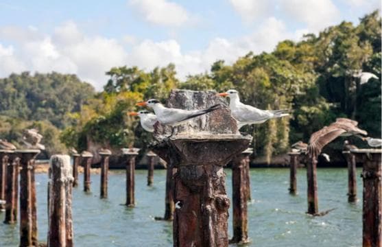 Los Haitises: Boat + Lunch at the beach & Natural pools — Guided tour and outdoor activity