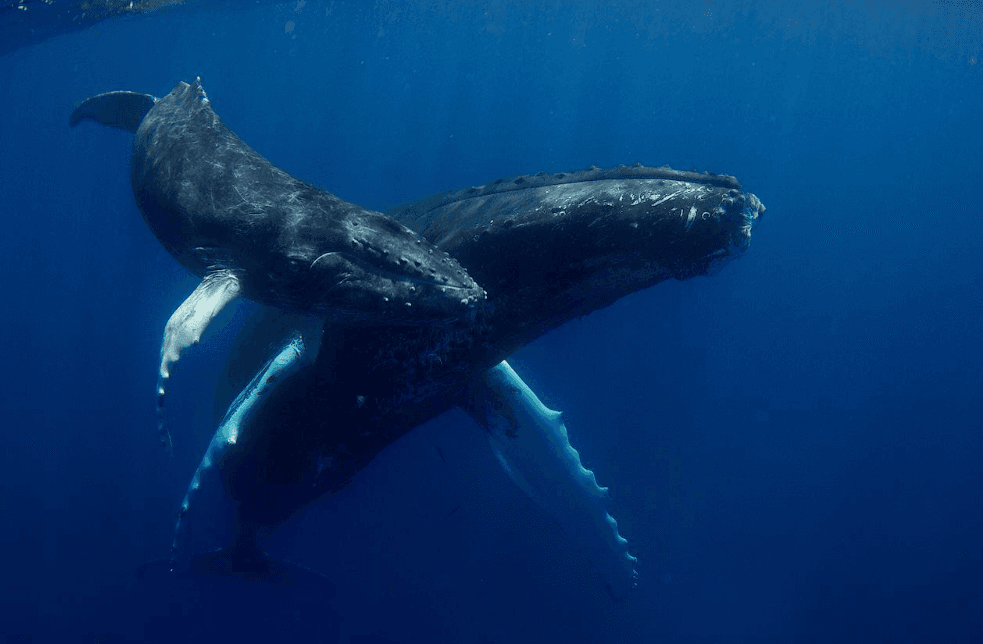 How Do Humpback Whales Recognize Each Other? 5 Clues