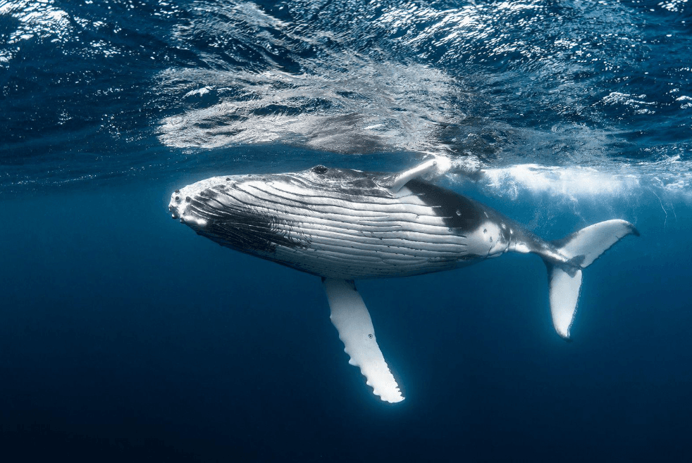 How Scientists Estimate Humpback Whale Depth