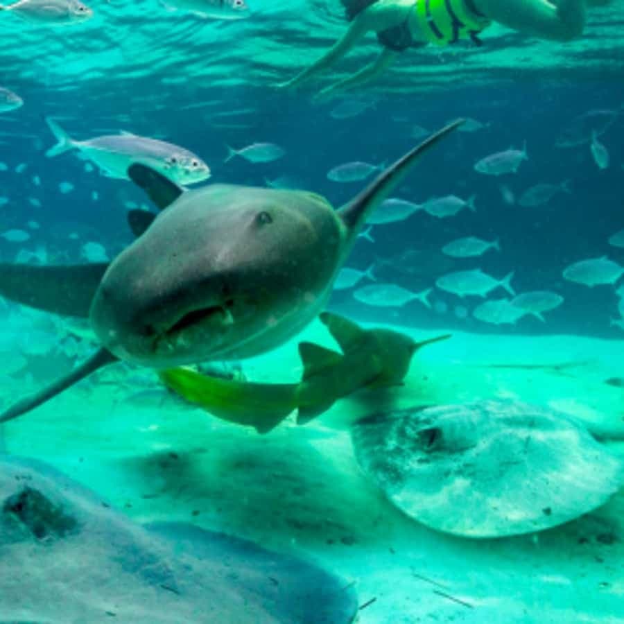 Punta Cana: Dolphin Experience — Guided tour and outdoor activity