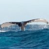 From Punta Cana: Whale Watching and Montana Redonda Tour - Image 12