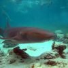Punta Cana: Marinarium Snorkeling Cruise - Image 4