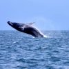 From Punta Cana: Whale Watching and Montana Redonda Tour - Image 8