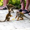Punta Cana: Monkey Land Half-Day Safari and Plantation - Image 8