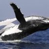 From Punta Cana: Whale Watching and Montana Redonda Tour - Image 9