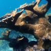 From Punta Cana: Private Catamaran Catalina Island Full-Day - Image 2