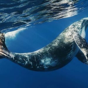 Bayahibe: Whale-Watching Cruise & Cayo Levantado Day Trip