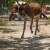 Flintstones Buggy, Cave and Adventure in Bavaro - Image 4